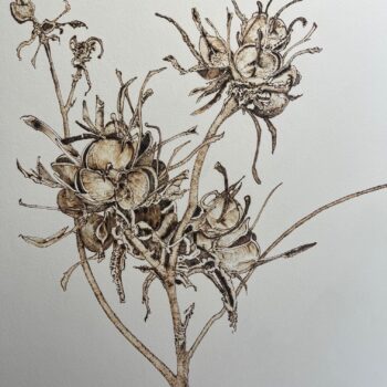 Dried Flower Study